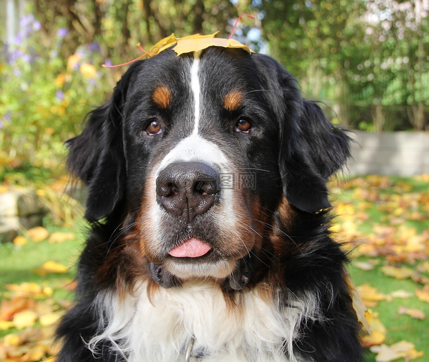 bernese 山狗,秋季,动物的照片