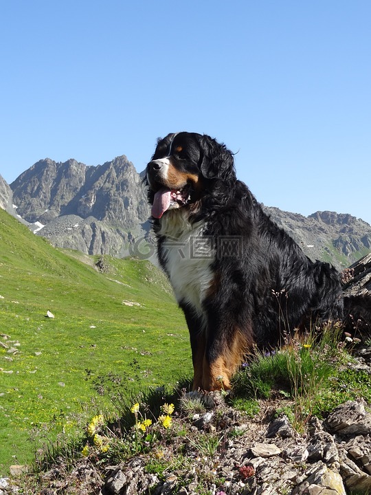 bernese 山狗,动物的图片,狗