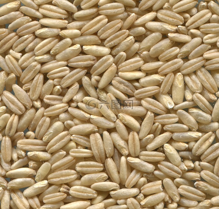 裸燕麦,谷物,粮食