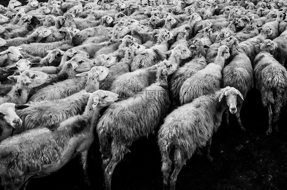 羊,动物,羊群