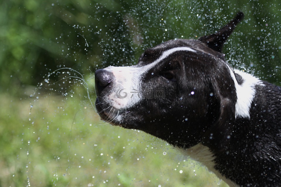 狗,湿,水
