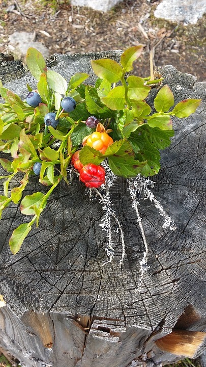秋季,蓝莓,大自然