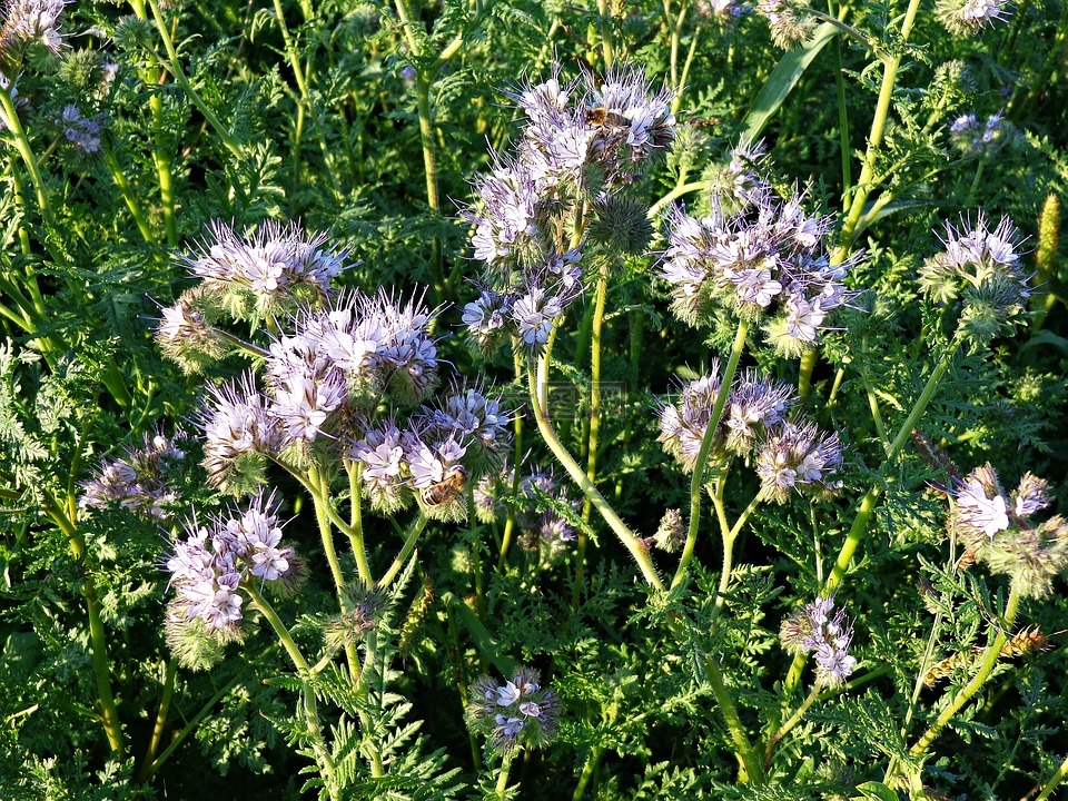 艾菊phacelia,鲜花,植物