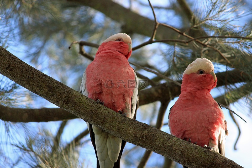 鹦鹉,粉红巴丹,澳大利亚