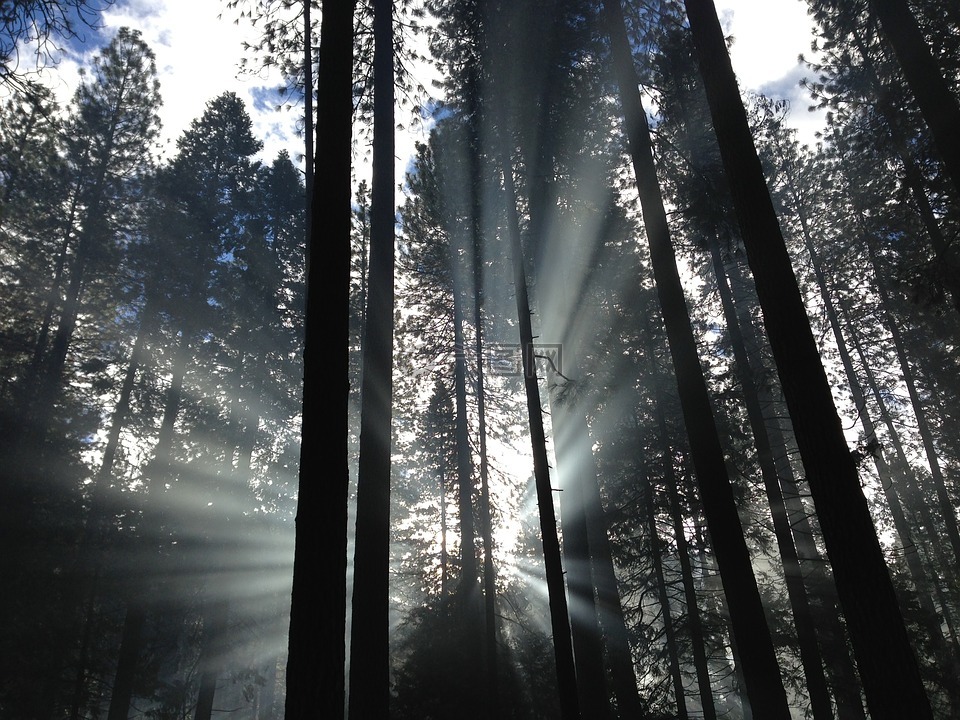 射线,森林树木,森林