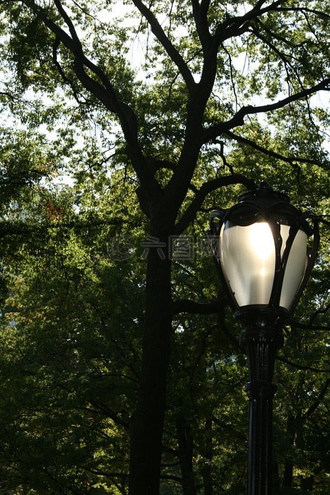 路灯,灯,树