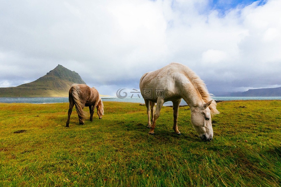 马匹,放牧,景观