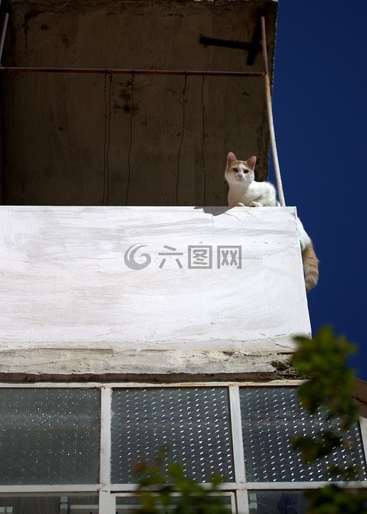 猫,阳台,高度