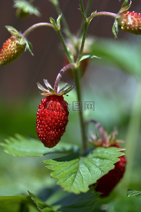 草莓,水果草莓,owocujące