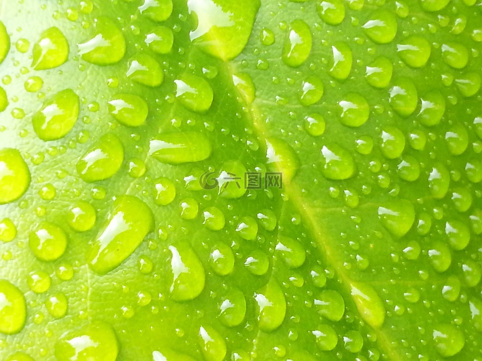 雨滴,叶子,绿色
