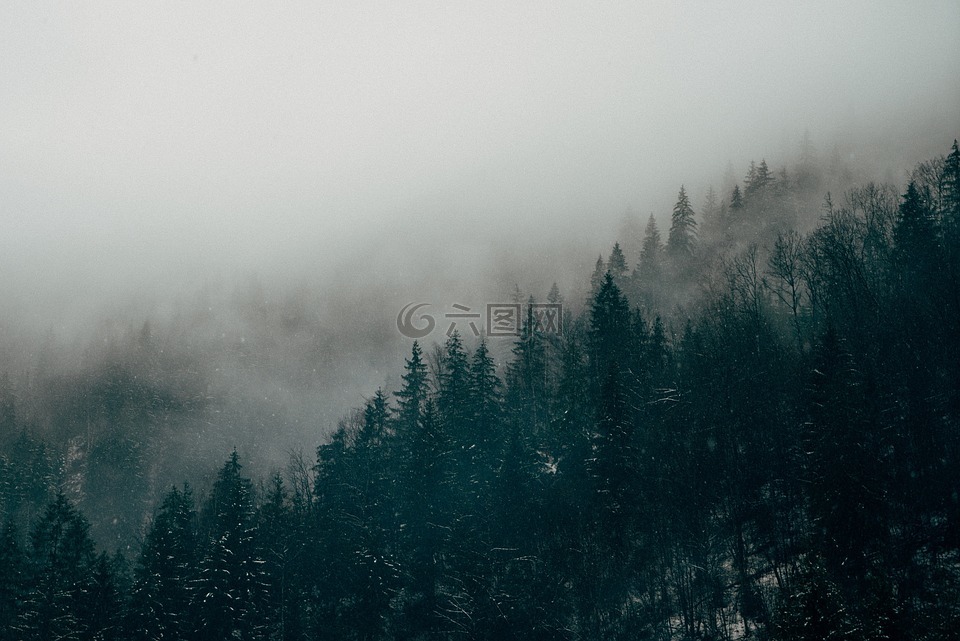 森林,雾,薄雾