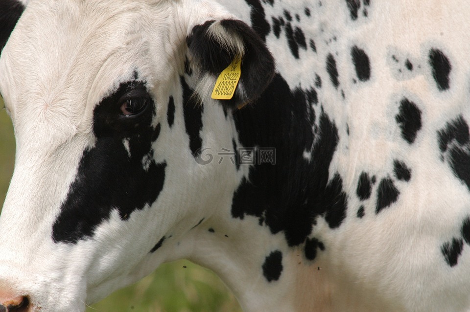 奶牛,自然,农场的生活标记