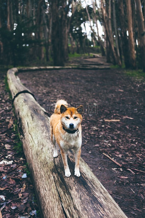 shiba inu,狗,芝