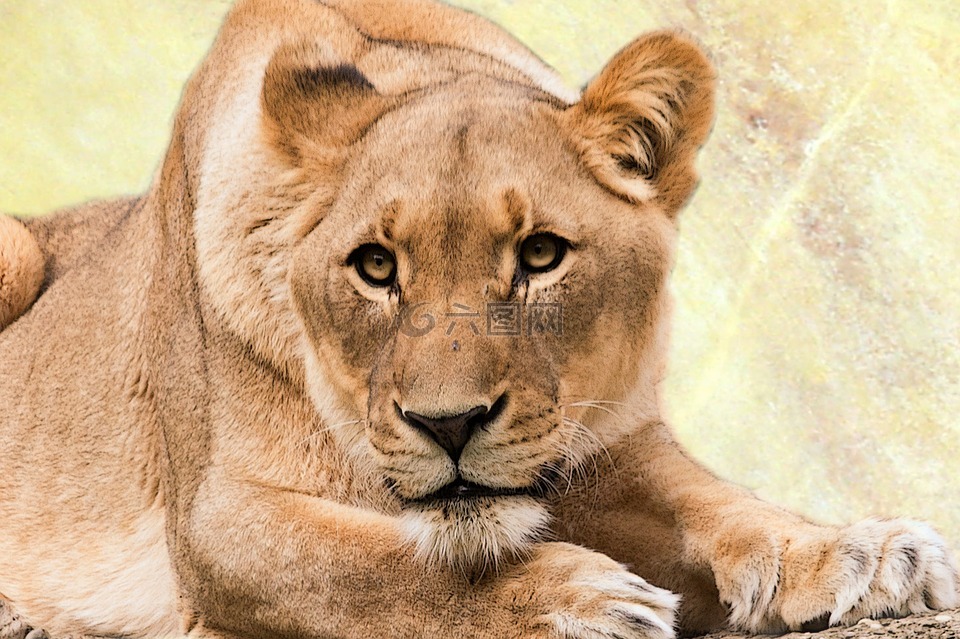 母狮,捕食,动物世界