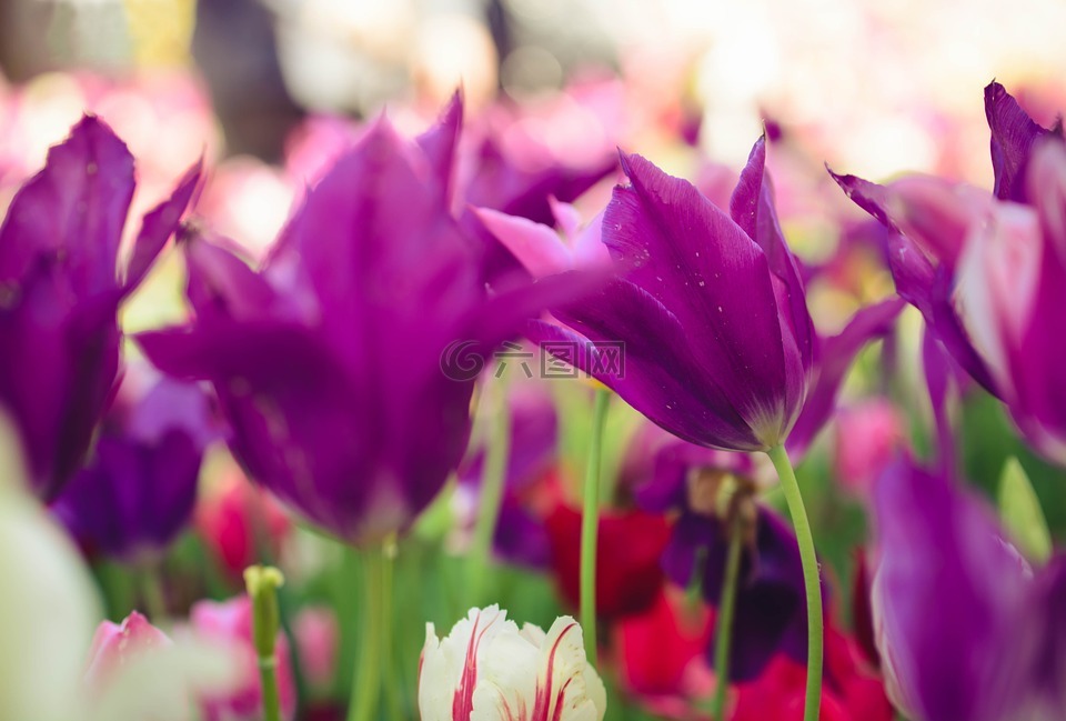 花,两片,紫罗兰色