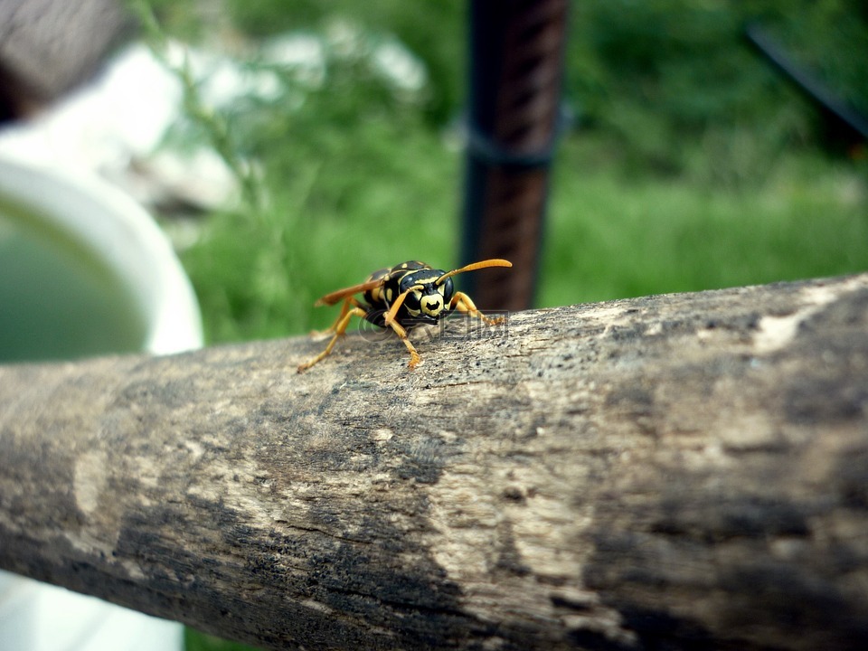 黄蜂,带区卷,甲虫