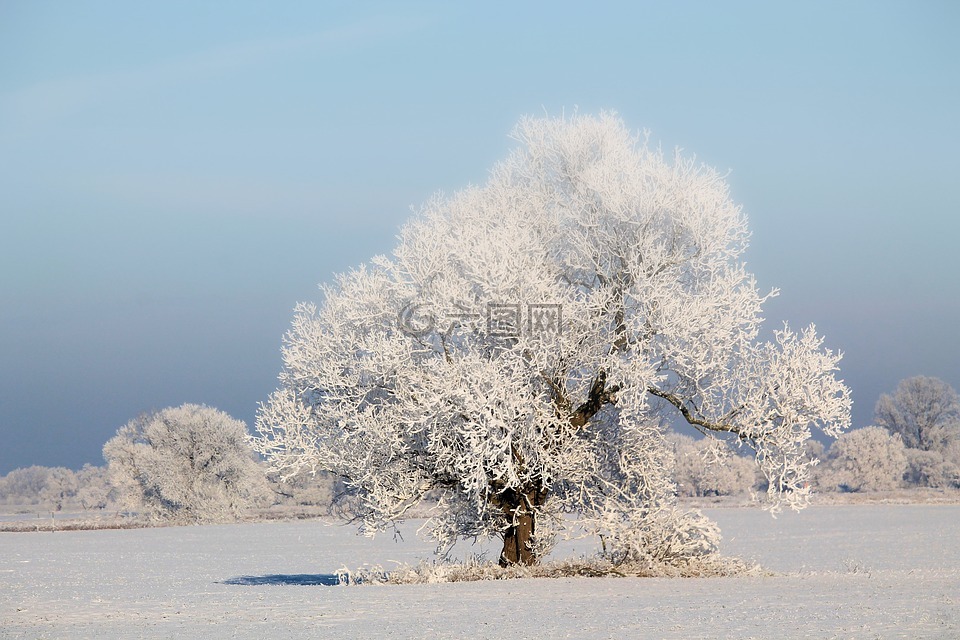 树,冬天的印象,寒冬