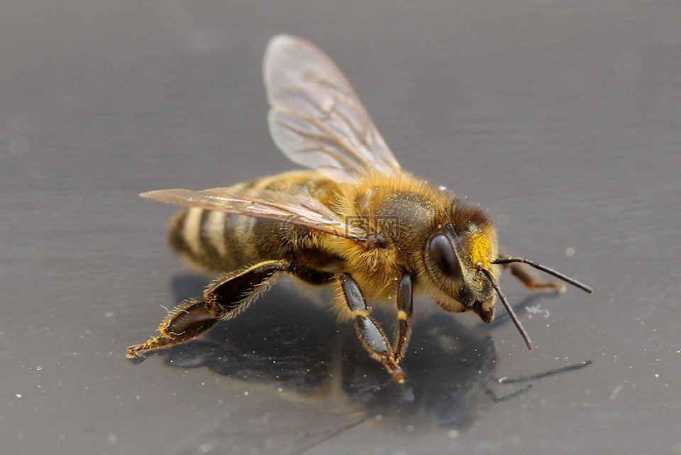 蜜蜂,昆虫纲,翅膀