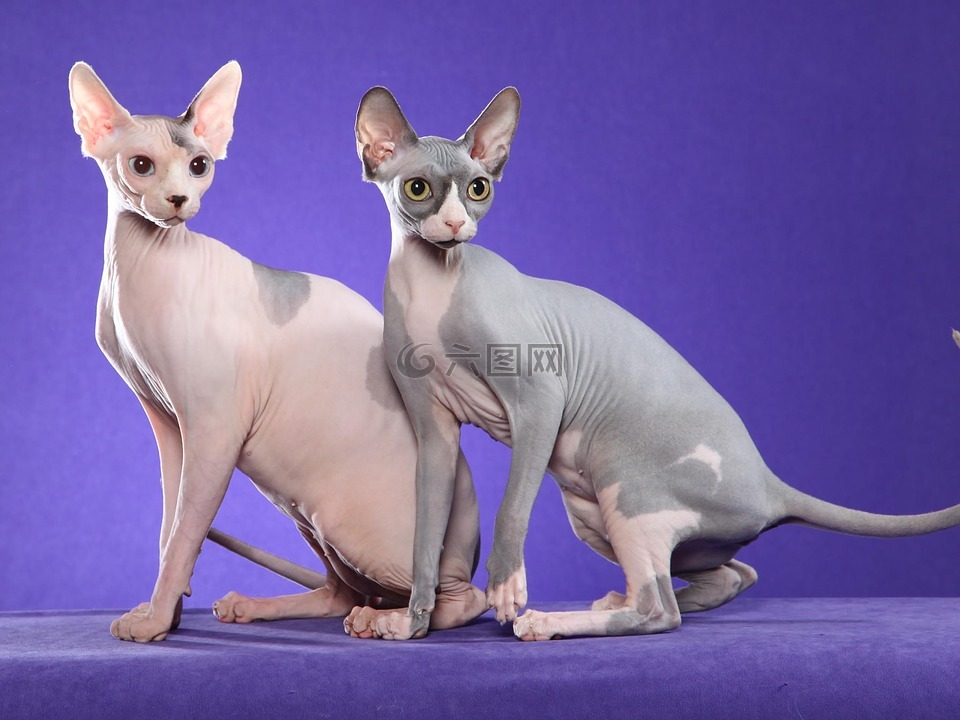 猫,sfinks,裸
