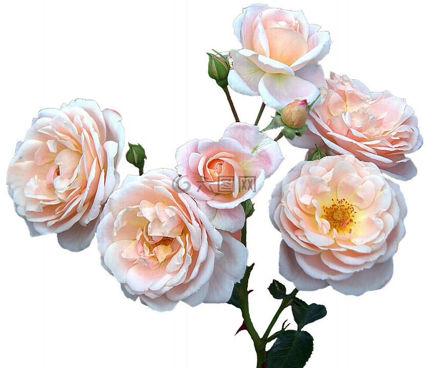 玫瑰免费的,母亲节,妇女日