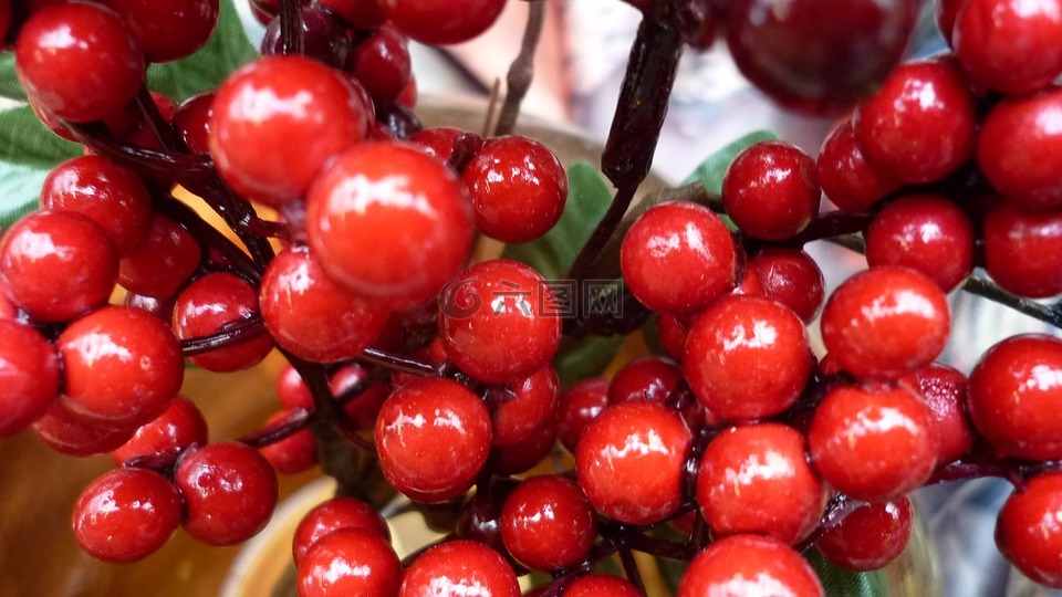 浆果,红色,布什