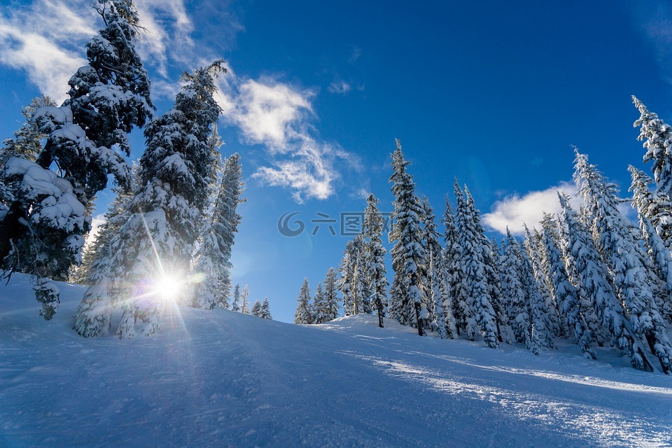 冬季景观,松树,冬天