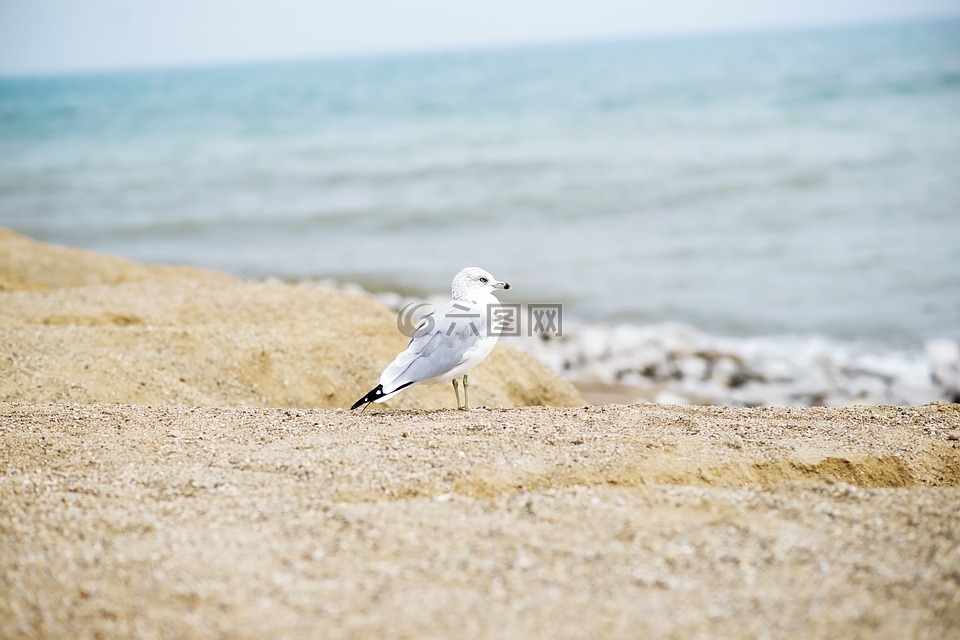 海鸥,海边,鸟