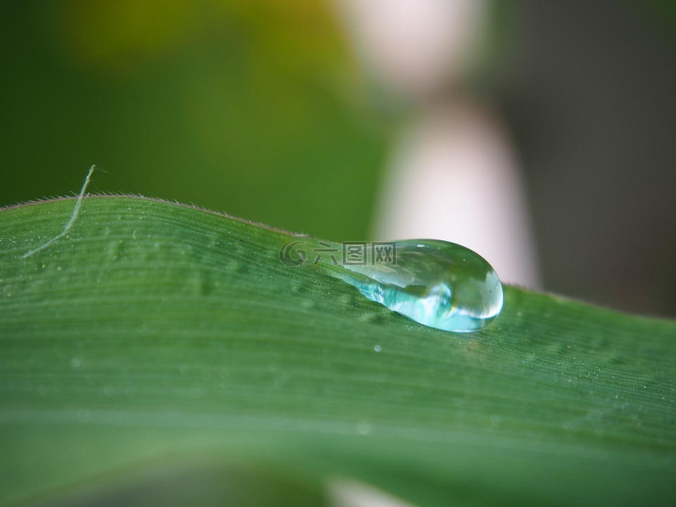 一滴水,水,滴