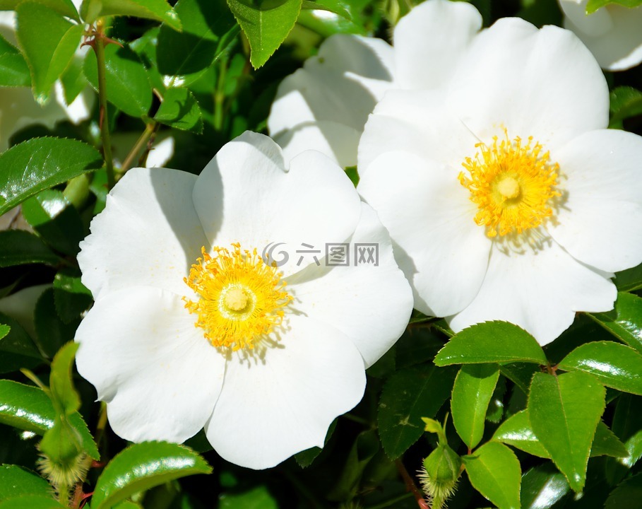 切罗基玫瑰,白,国家花
