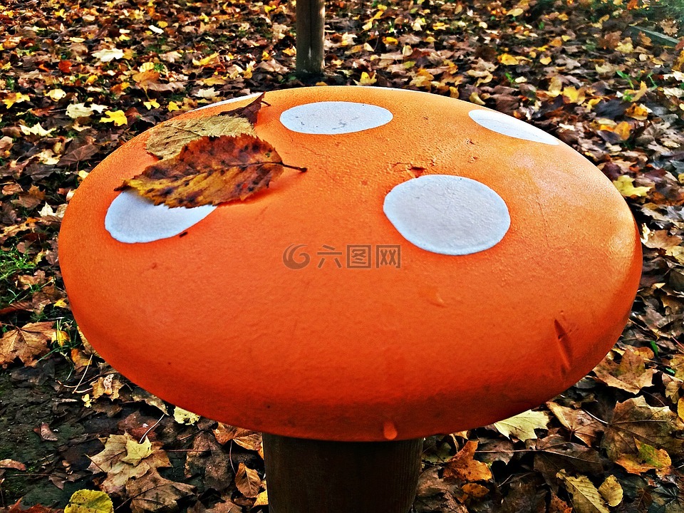 鹅膏菌,秋,蘑菇