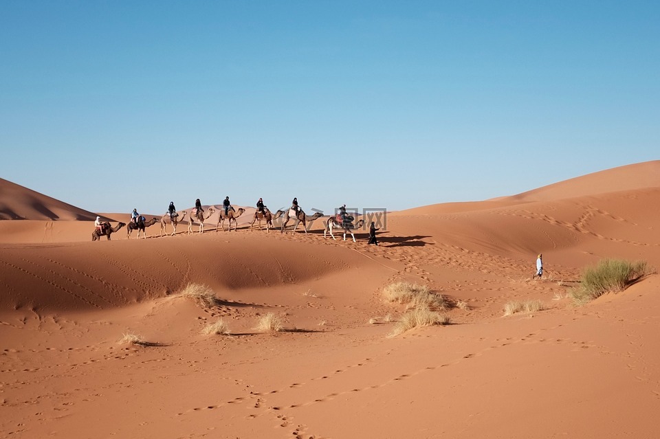 沙漠,骆驼,旅行