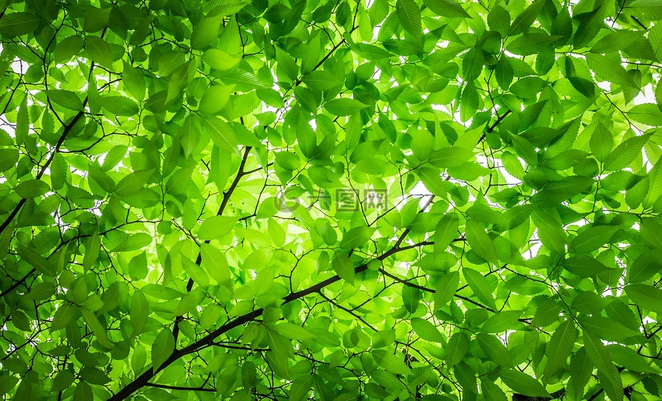 木材,树叶,树枝