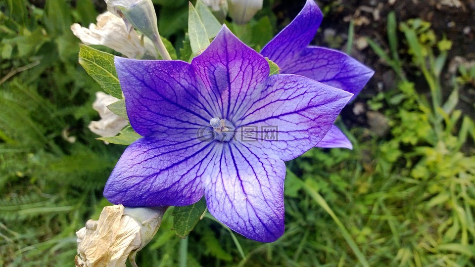 gömbvirág,蓝色,植物