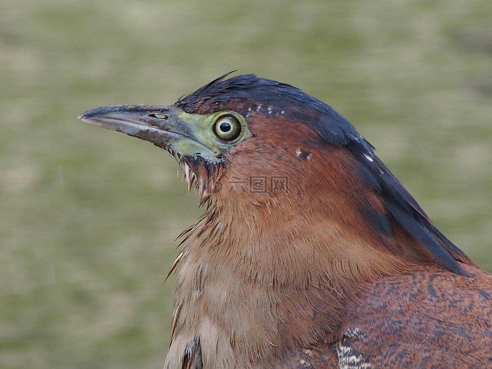 麻鷺,水鳥,沉思