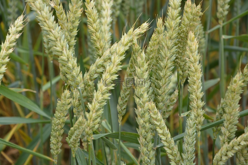 小麦的耳朵,小麦,谷物