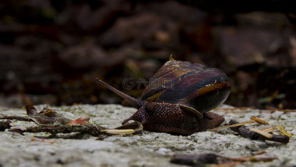 蜗牛,自然,慢