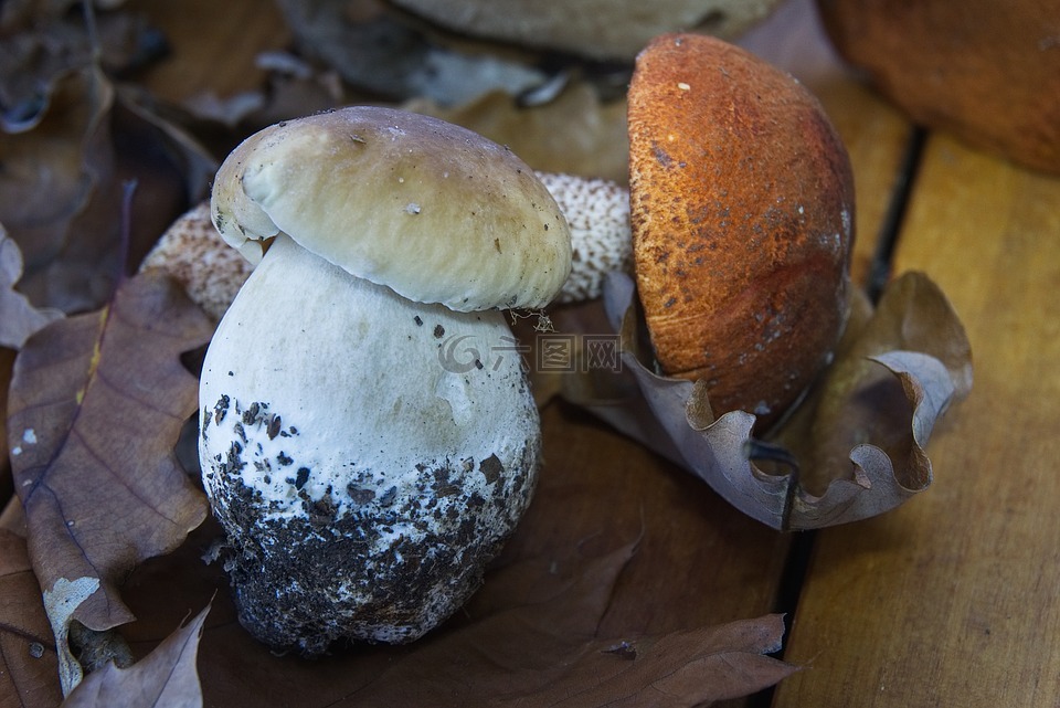 牛肝菌,ceps,蘑菇