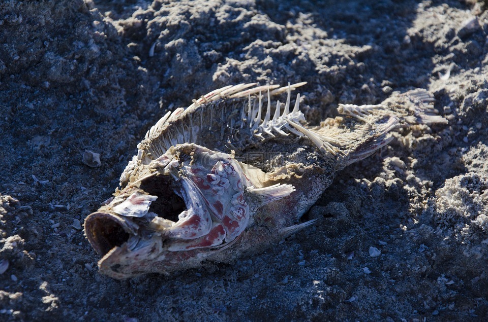 骨骼,鱼,死亡