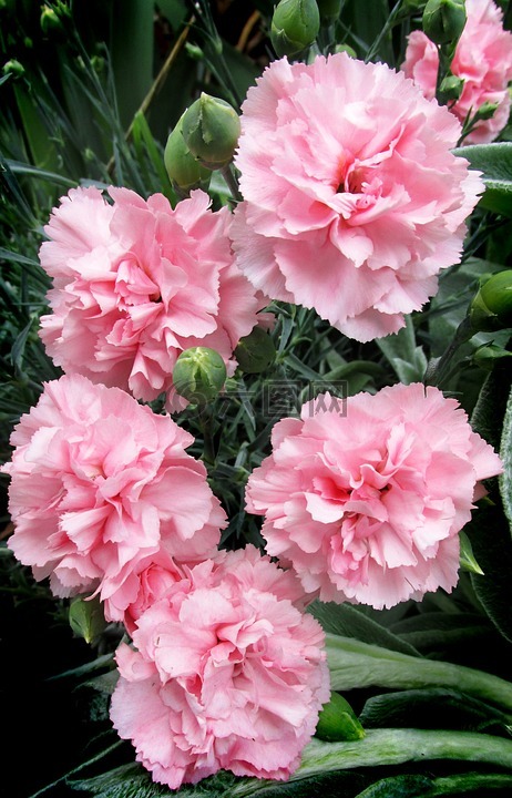 康乃馨,粉红色,植物