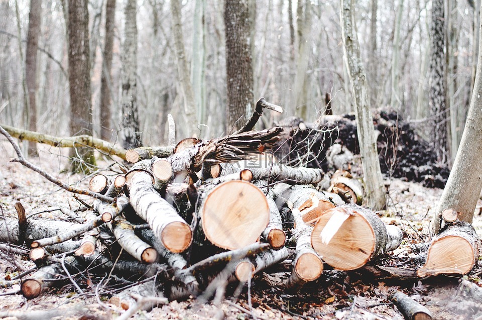 森林,木材,柴