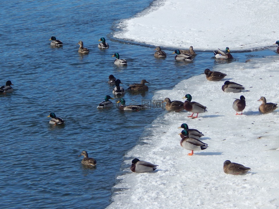 冬季鸭,野生动物,自然