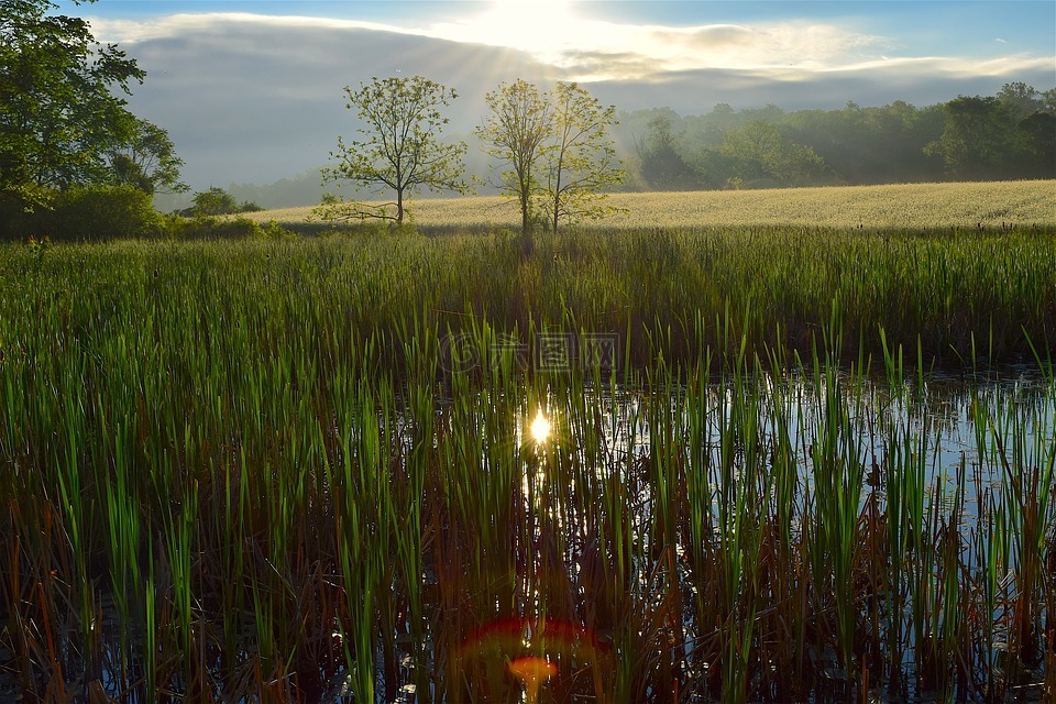 湿地,日出,自然