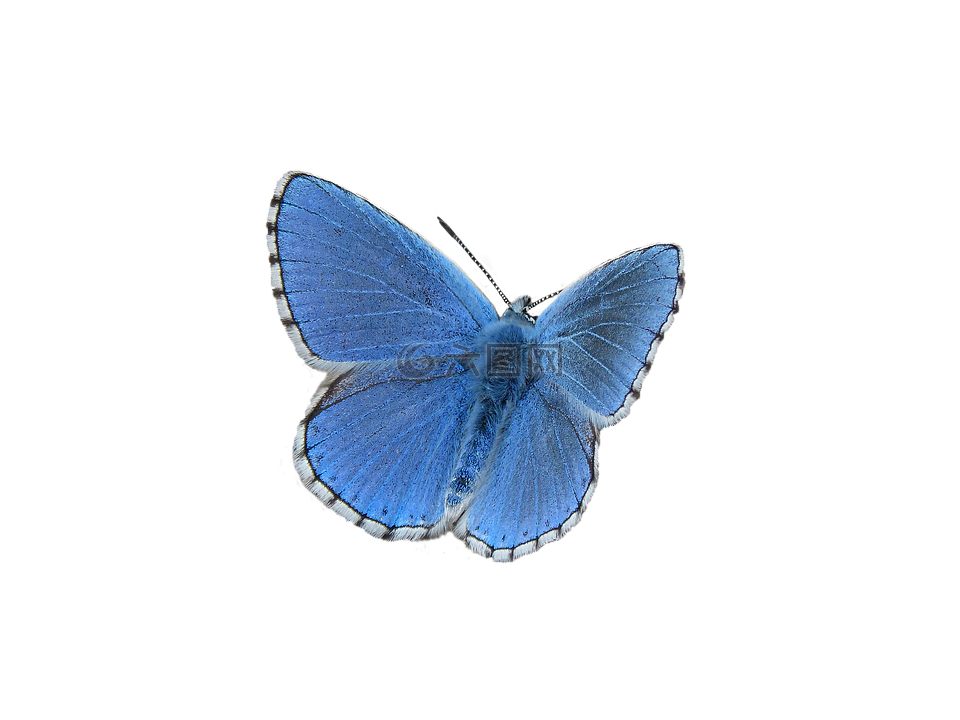 蝴蝶,蓝色,蓝蝴蝶