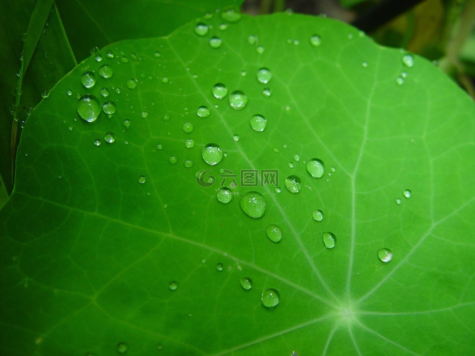 雨点,叶,金莲花