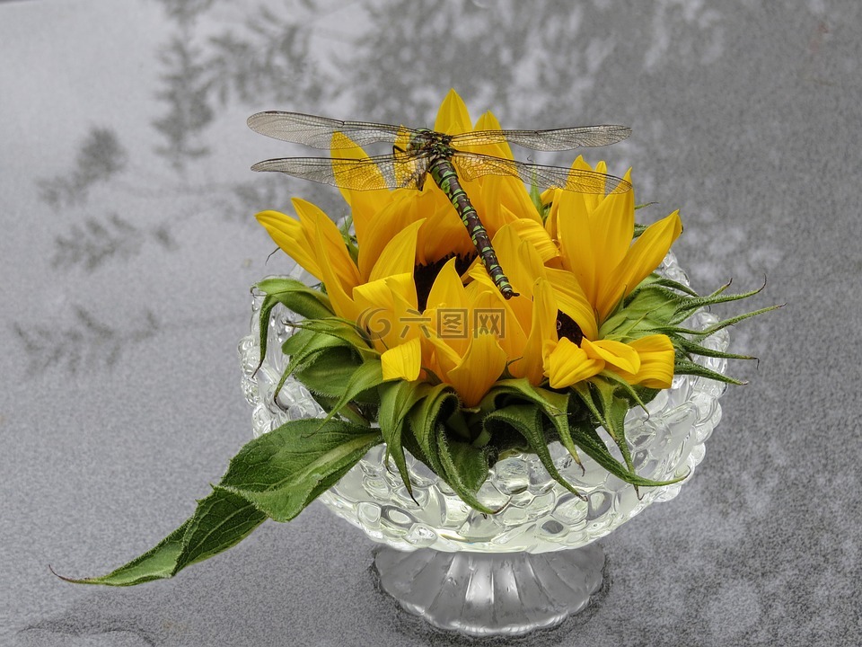 蜻蜓,太阳花,装饰