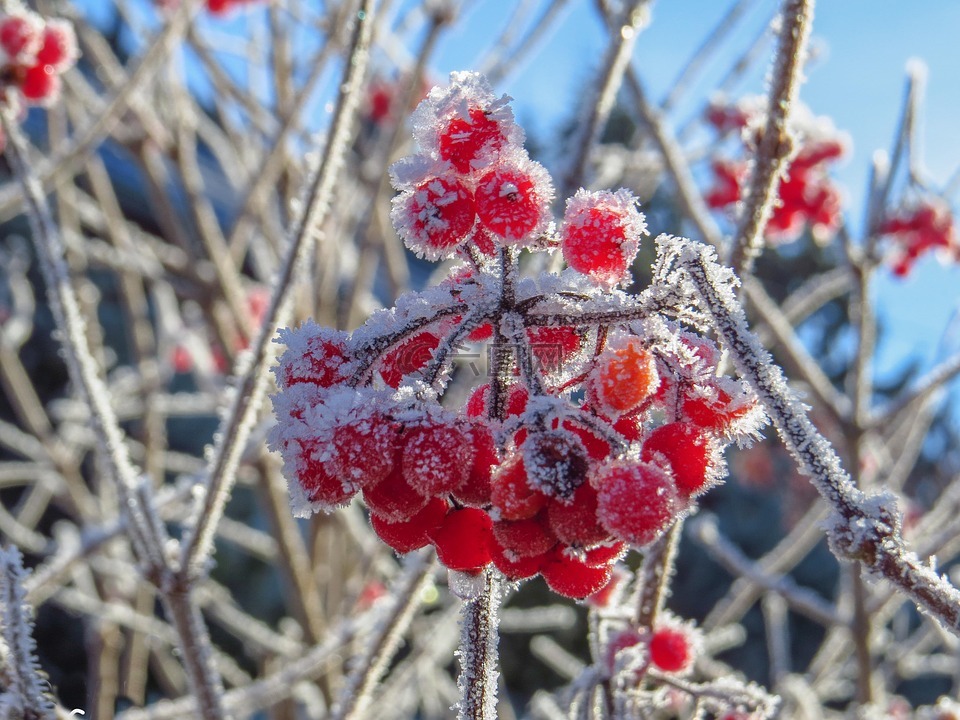 浆果红,冻结,霜
