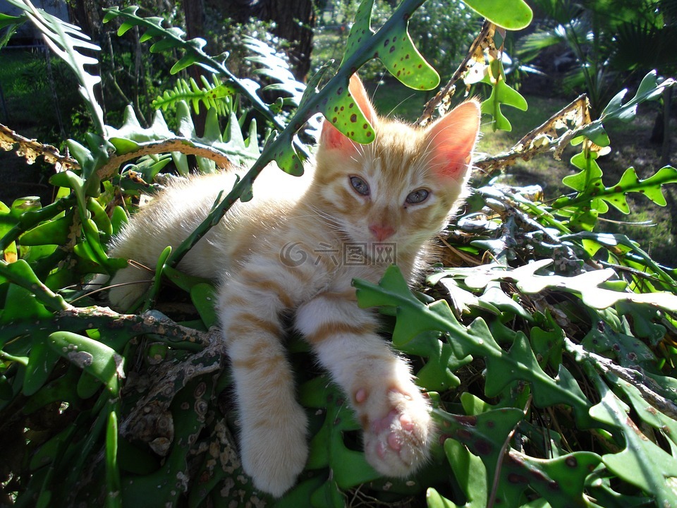 猫,院子里,植物