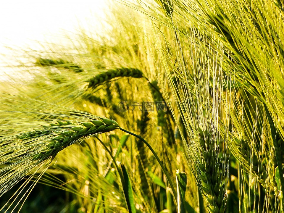 小麦,谷物,由柴塔尼亚 k