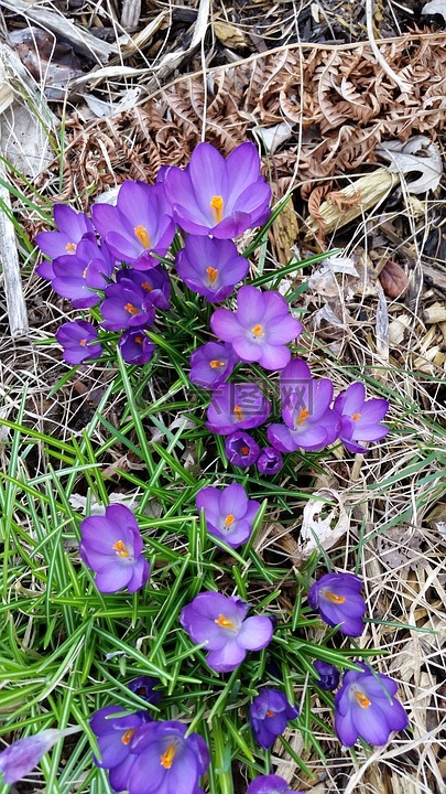 花,番红花,紫色