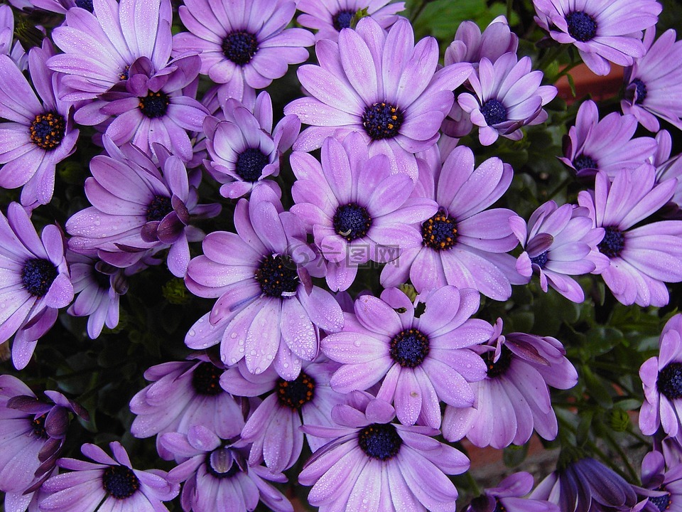 开普篮,鲜花,紫